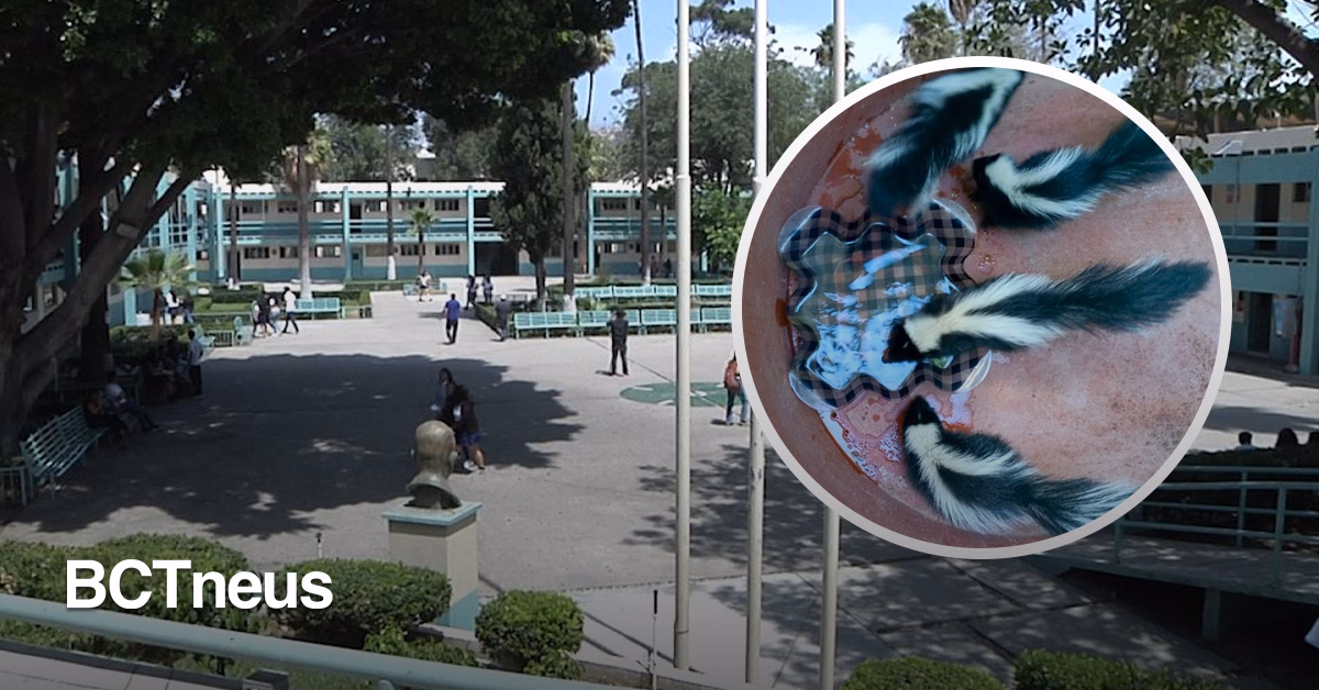 Articulo - Rescata SIMPATT ejemplares de zorrillo en la Preparatoria Lázaro Cárdenas