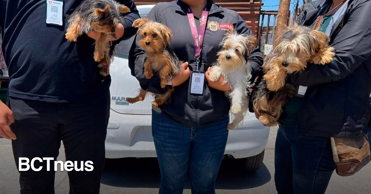 Articulo - Clausuran puesto por venta ilegal de perros en mercado sobre ruedas