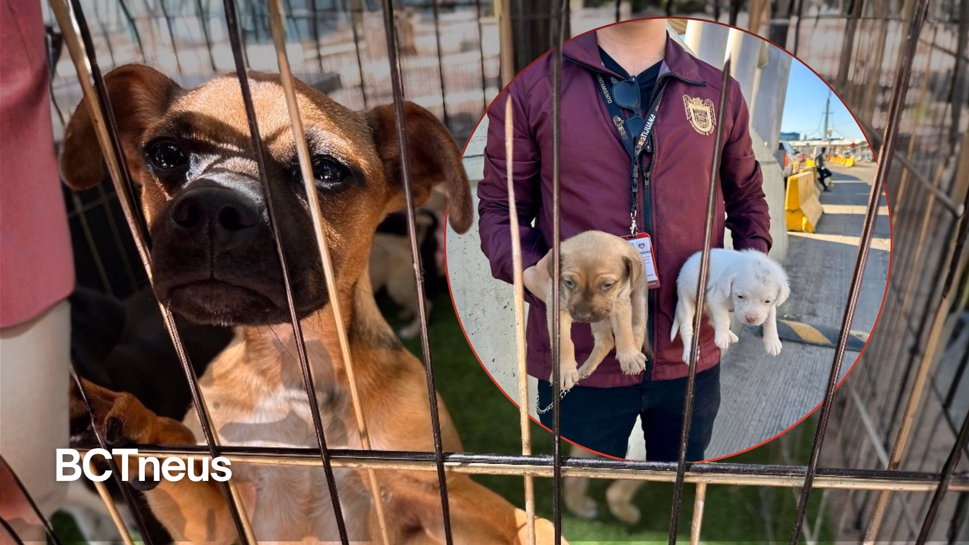 Articulo - Tijuana refuerza operativos de protección animal y rescata dos cachorros en venta ilegal