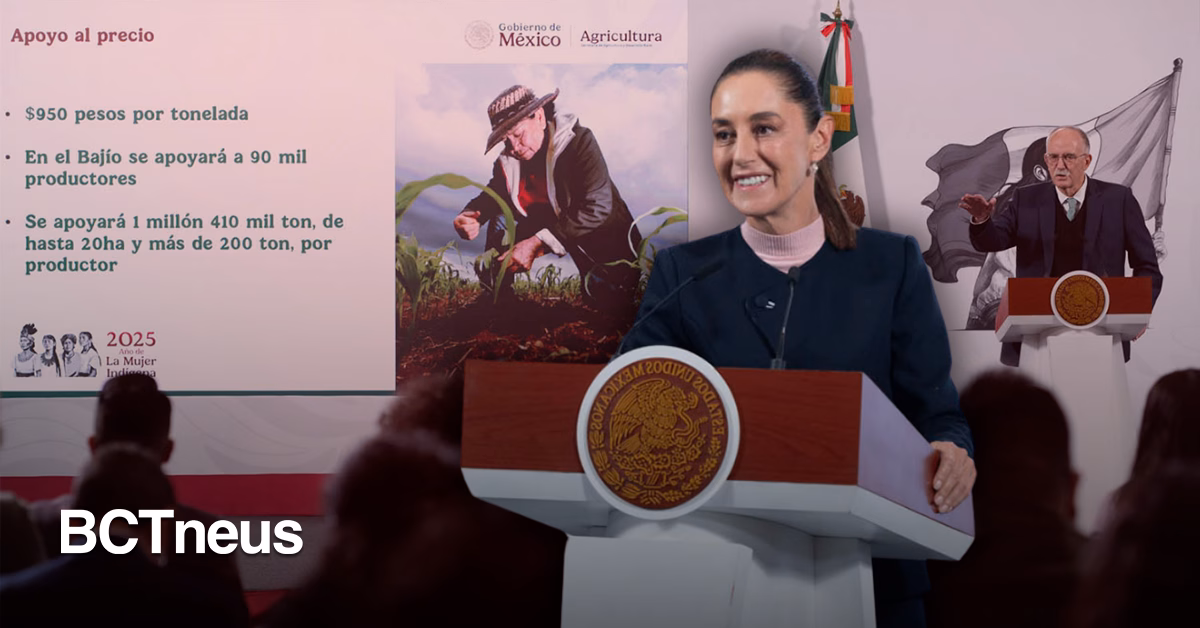 Articulo - México apuesta por el maíz nativo: Sheinbaum anuncia incentivos para su conservación