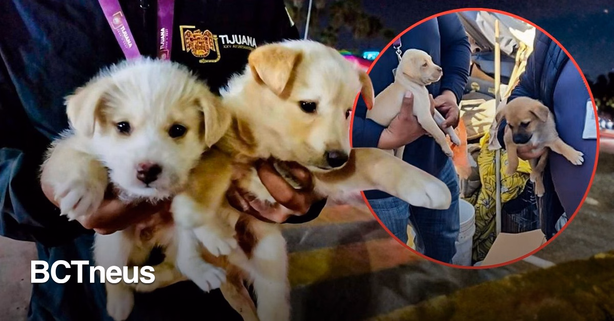 Articulo - Rescatan cachorros en la Línea y mercados; autoridades piden reportar estos casos