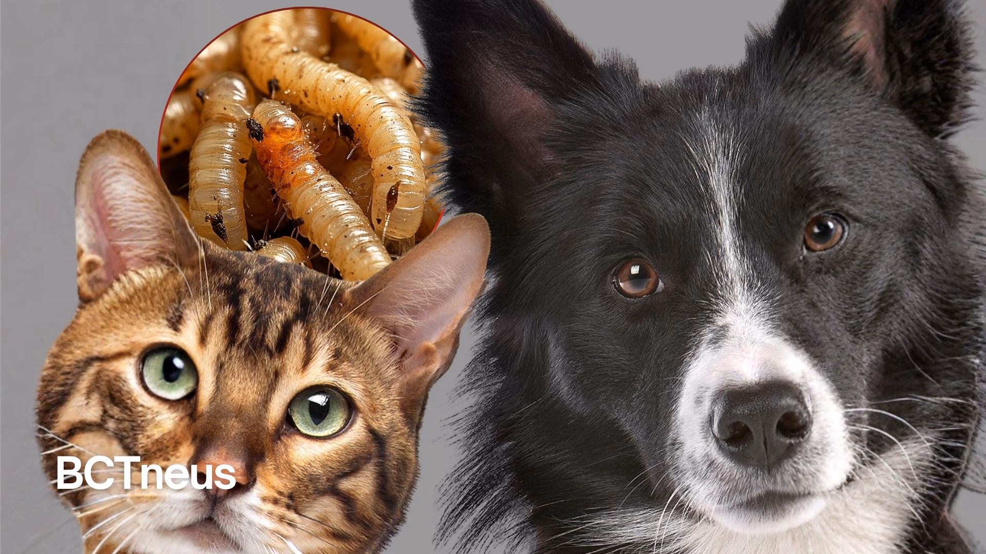 Articulo - Plan de emergencia contra plaga de gusano barrenador; también afecta a mascotas