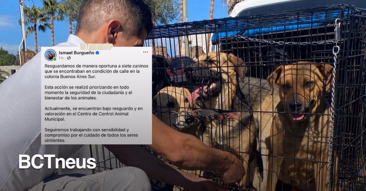 Articulo - Siete perritos en situación de calle reciben resguardo en Buenos Aires Sur