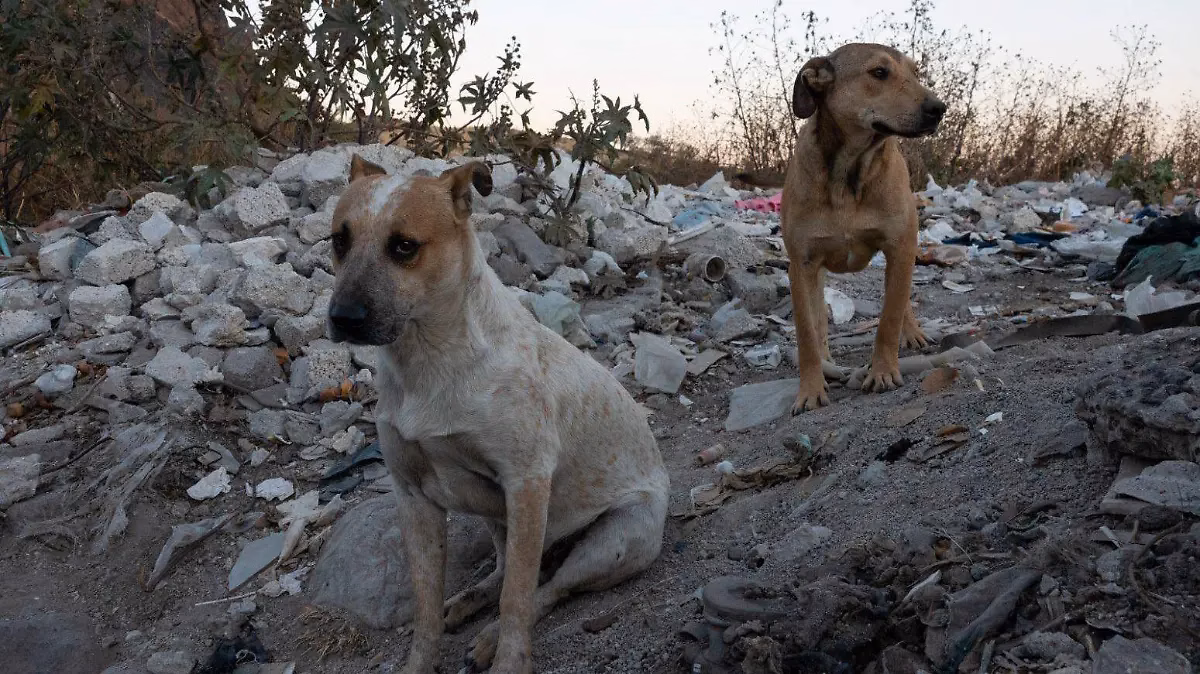 Articulo - Crea en BC: Registro Estatal de Agresores de Animales a propuesta de Angélica Peñaloza