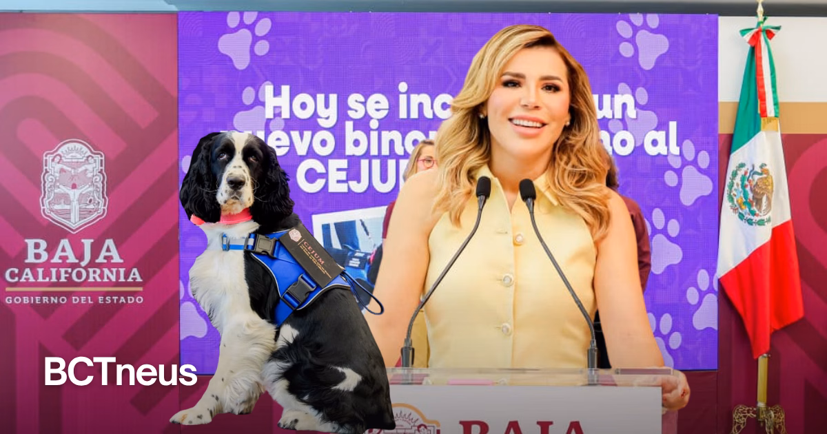 Articulo - Amplían terapias con binomios caninos para niñas, niños y adolescentes víctimas de violencia en Baja California