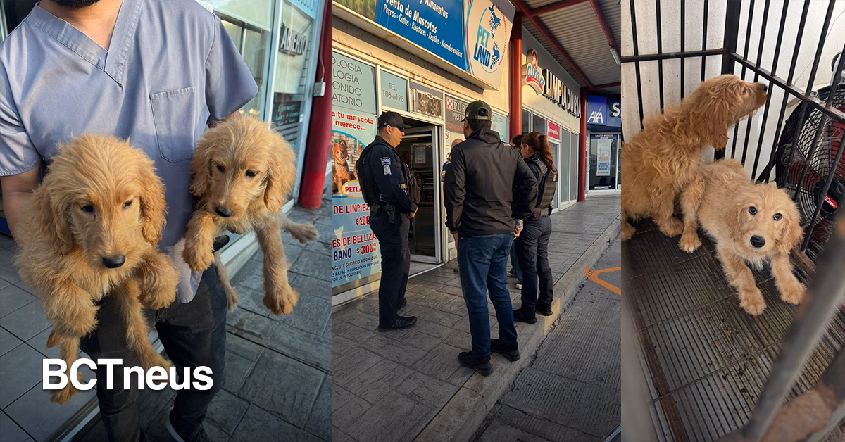 Articulo - Gobierno Municipal  Clausura Establecimiento por Maltrato Animal y Operación Irregular