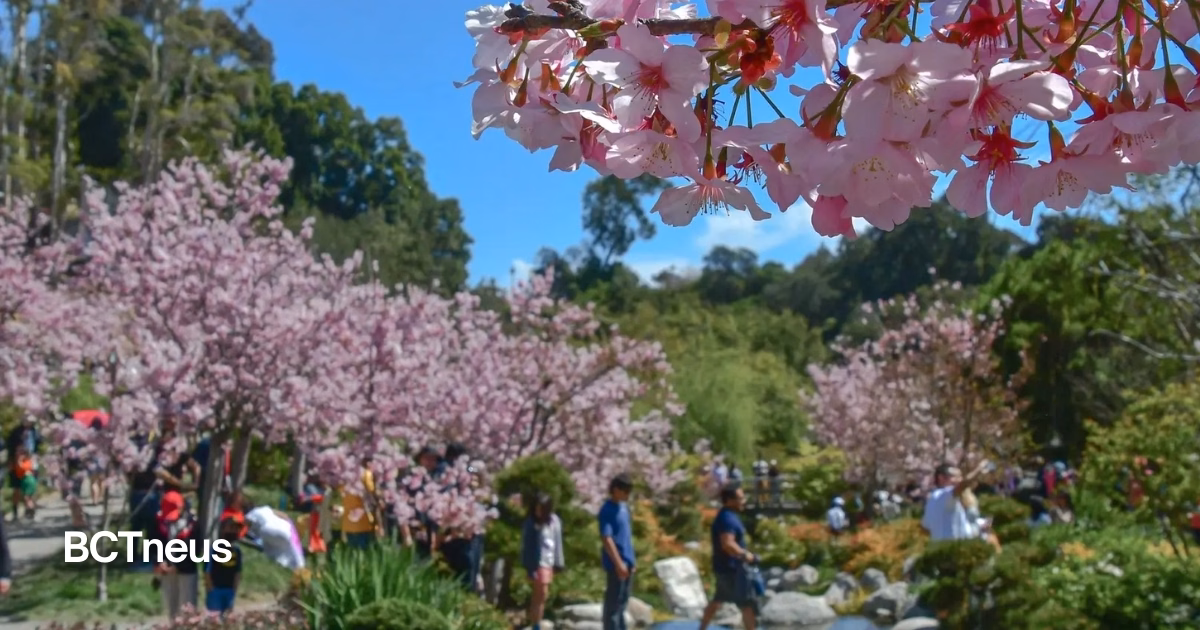 Articulo - San Diego celebrará la primavera con el regreso del Cherry Blossom Festival