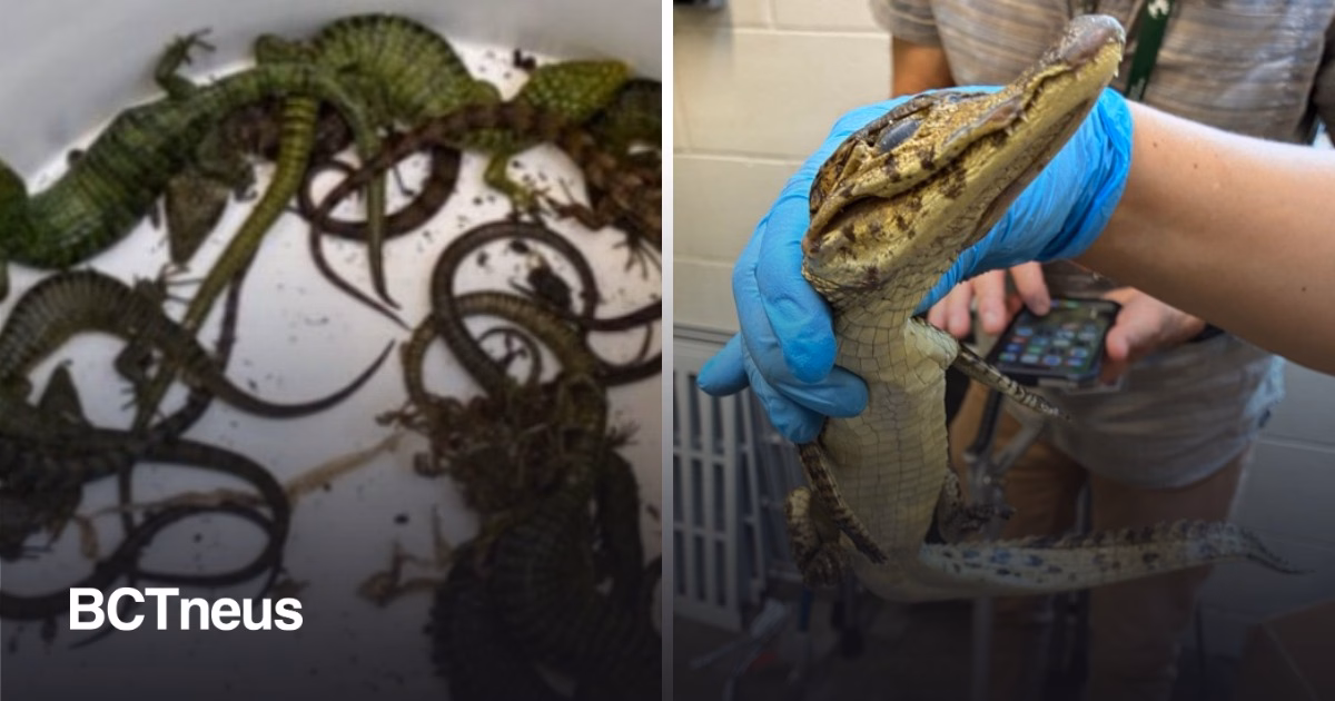 Articulo - Detienen a una mujer tijuanense en San Diego por el tráfico de reptiles protegidos.