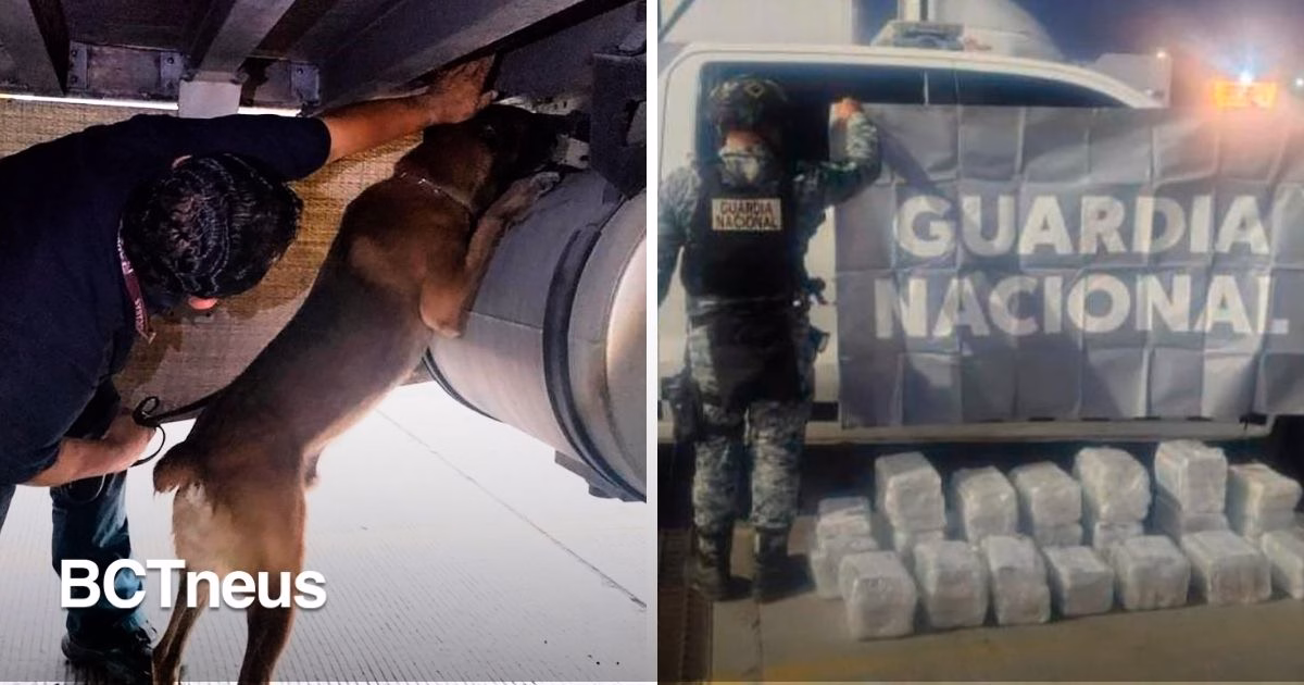 Articulo - Detiene agente canino 76 kg de coca en frontera de Tijuana