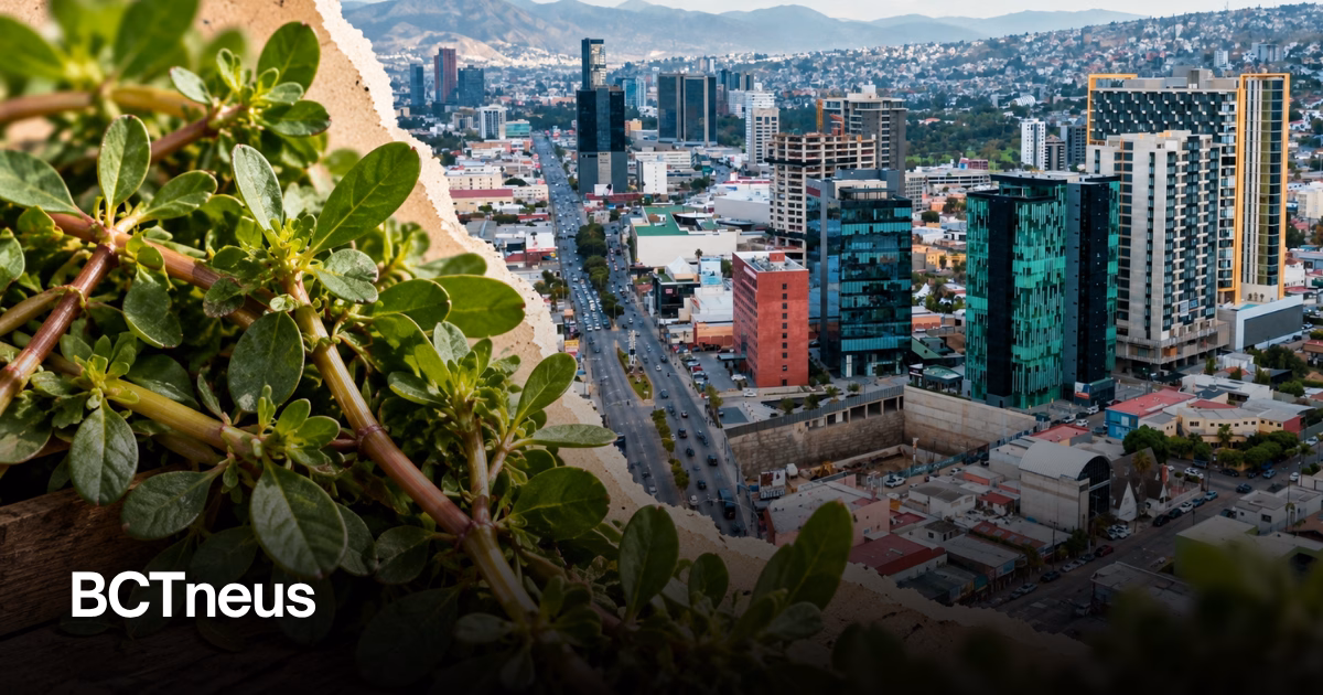 Articulo - Tijuana presume la verdolaga; el campo dejó casi 13 millones de pesos