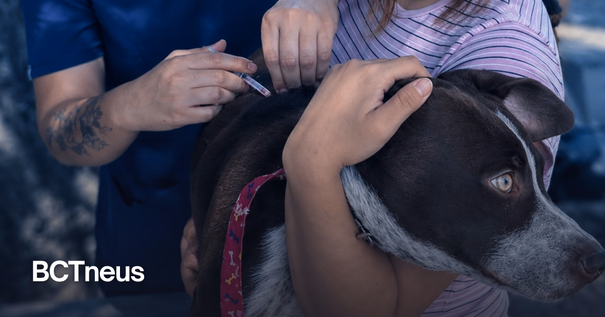 Articulo - Tijuana pone vacunas gratis para mascotas rumbo al Día Mundial contra la Rabia